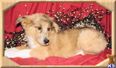 Australian Shepherd Puppies for Sale